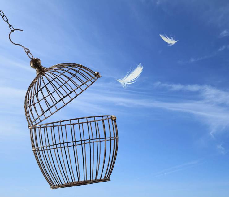 Cage oiseau plume (1920X1400)